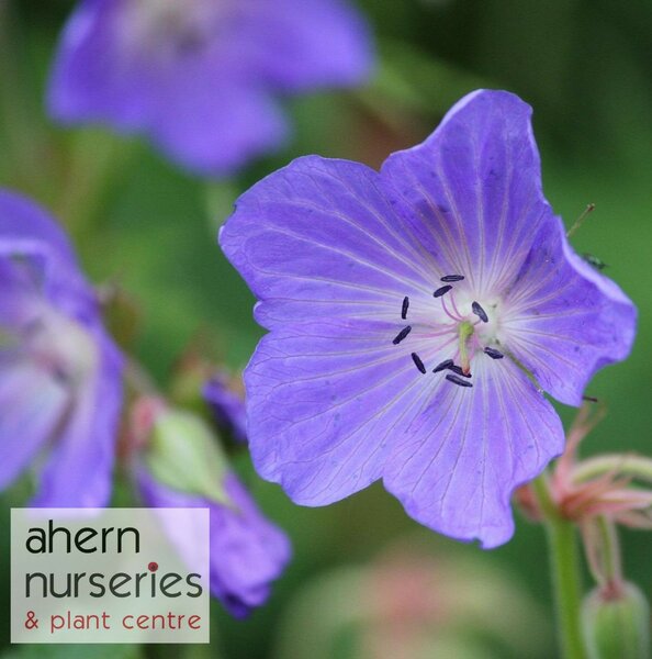 Geranium Brookside - image 1
