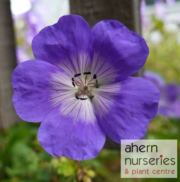 Geranium Brookside - image 2
