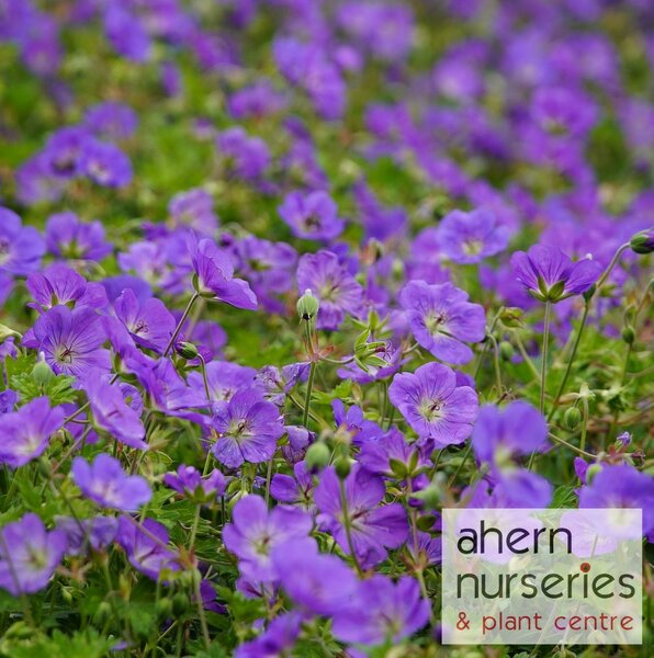 Geranium Brookside - image 3