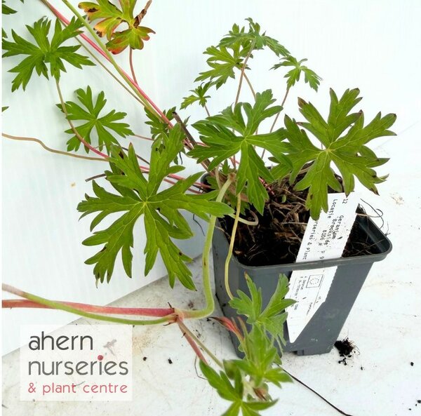 Geranium Brookside - image 4
