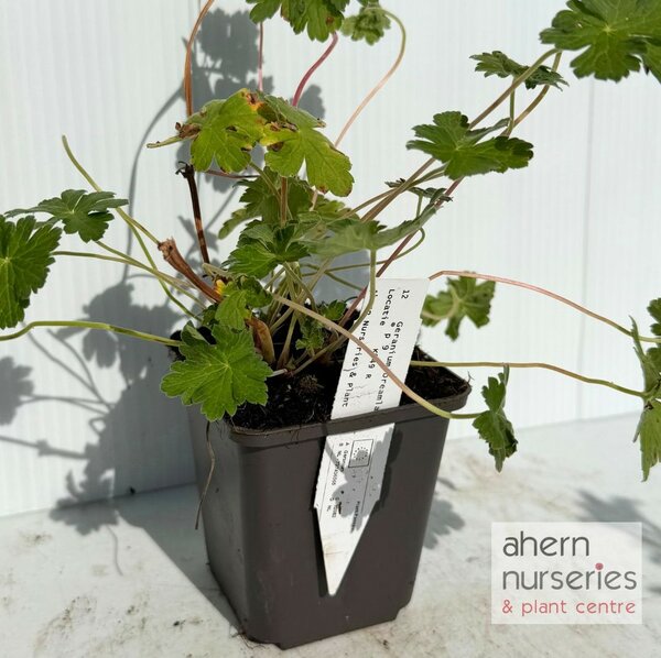 Geranium Dreamland - image 3