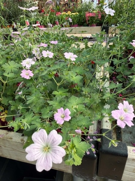 Geranium Dreamland - image 2