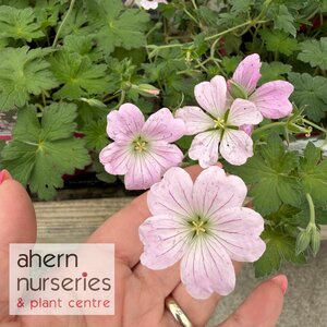 Geranium Dreamland - image 1