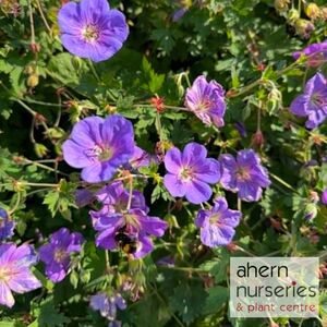 Geranium Rozanne