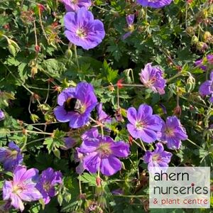 Geranium Rozanne - image 3