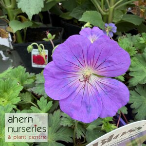 Geranium Rozanne - image 2