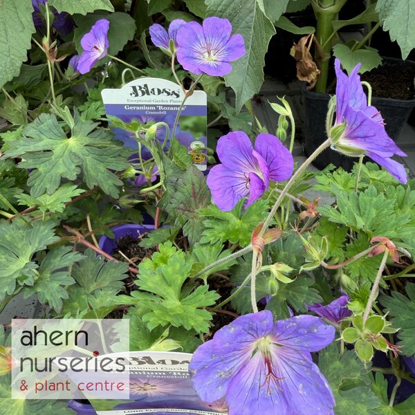 Geranium Rozanne - image 4