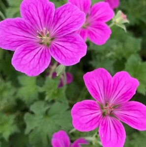Geranium Russell Pritchard - image 1