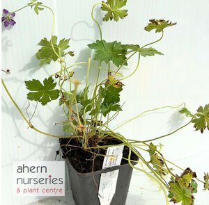 Geranium Russell Pritchard - image 2