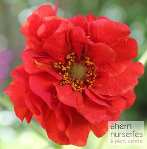 Geum Blazing Sunset - image 1