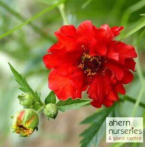 Geum Blazing Sunset - image 2
