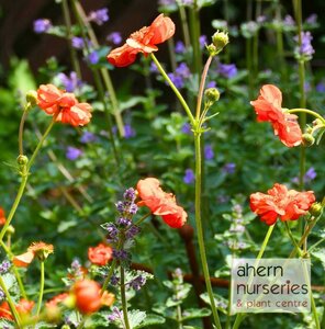 Geum Blazing Sunset - image 3