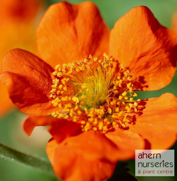 Geum Fire Opal - image 1