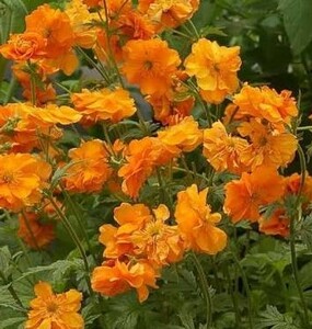 Geum Fire Opal - image 2
