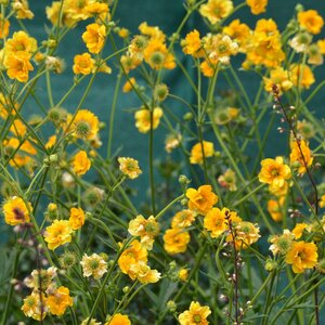 Geum Gold Ball - image 2