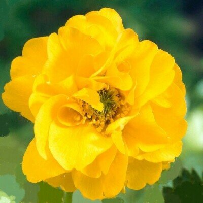 Geum Gold Ball - image 1