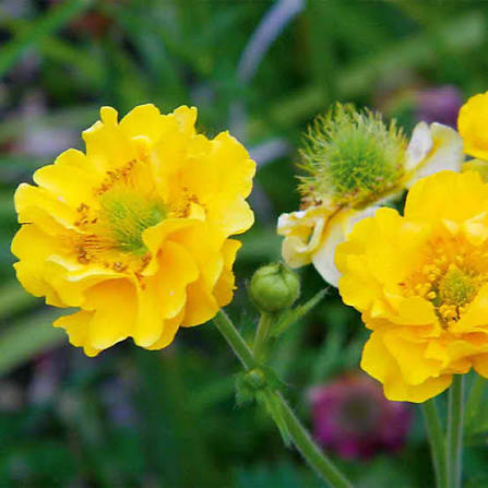 Geum Gold Ball - image 3