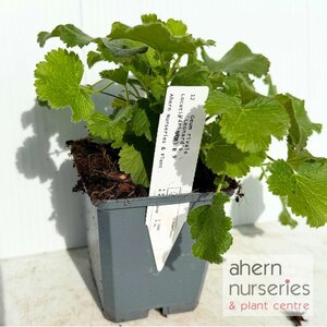 Geum Leonards Variety