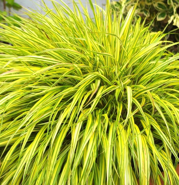 Hakonechloa Aureola - image 1