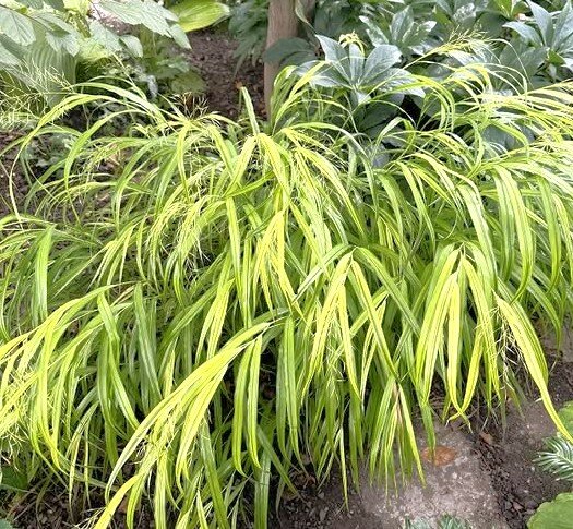 Hakonechloa Aureola - image 2