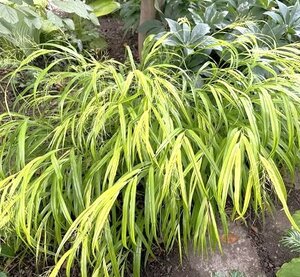 Hakonechloa Aureola - image 2