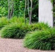 Hakonechloa macra - image 1