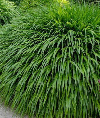 Hakonechloa macra - image 2