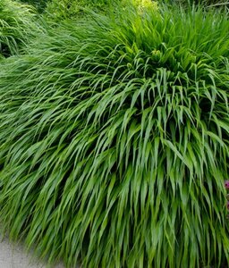 Hakonechloa macra - image 2