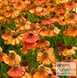 Helenium Moerheim Beauty - image 1