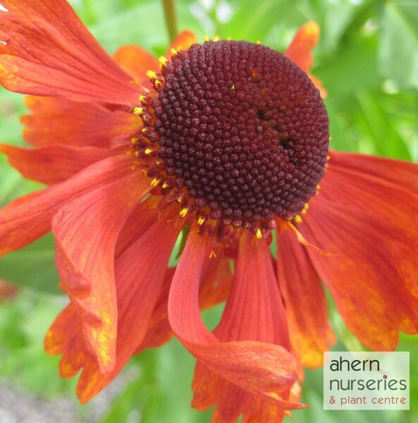 Helenium Moerheim Beauty - image 2