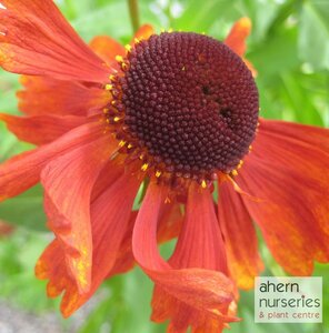 Helenium Moerheim Beauty - image 2