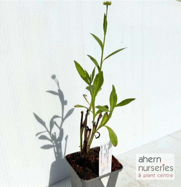 Helenium Moerheim Beauty - image 4