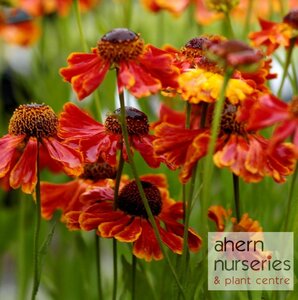 Helenium Moerheim Beauty - image 3