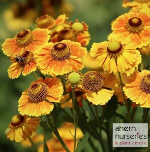 Helenium The Bishop - image 1