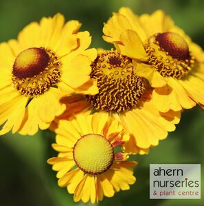 Helenium The Bishop - image 2