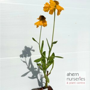 Helenium The Bishop - image 3