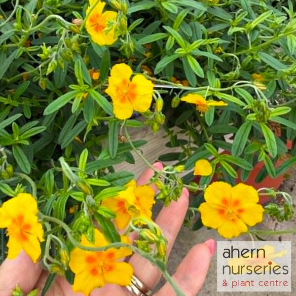 Helianthemum Ben Fhada - image 1