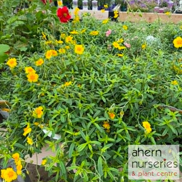 Helianthemum Ben Fhada - image 2