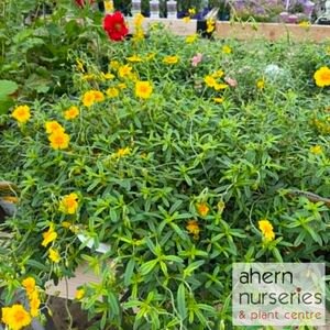 Helianthemum Ben Fhada - image 2
