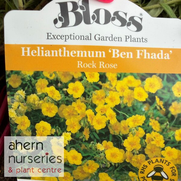 Helianthemum Ben Fhada - image 3