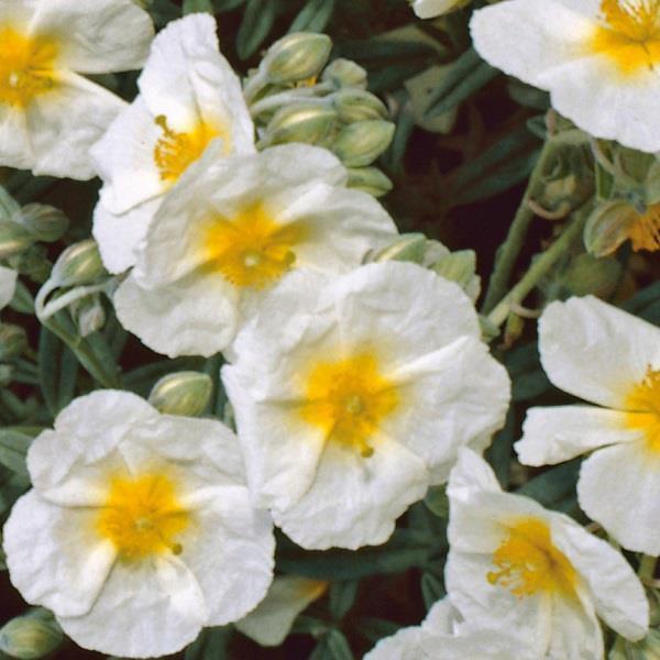 Helianthemum The Bride - image 1