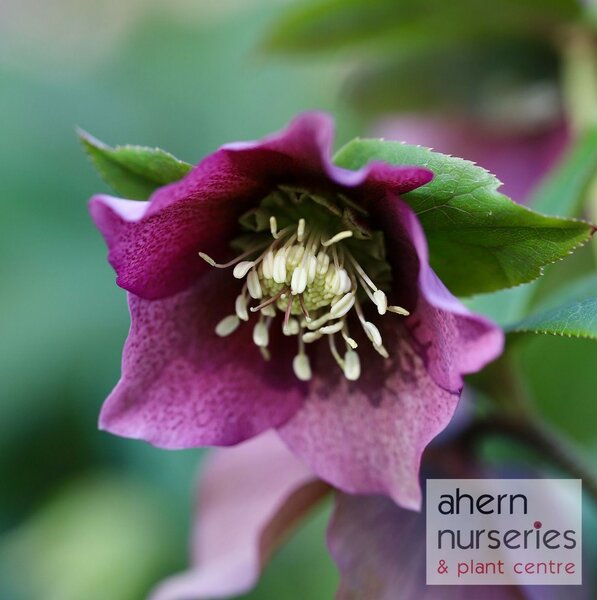 Helleborus Double Ellen Purple - image 1