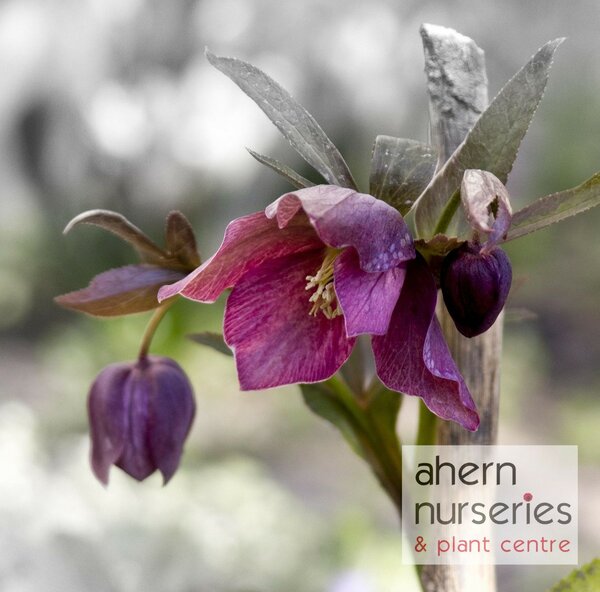 Helleborus Double Ellen Purple - image 2