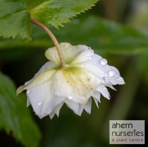 Helleborus Double Ellen White - image 1