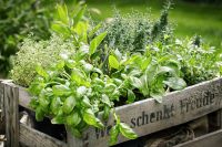 Herbs