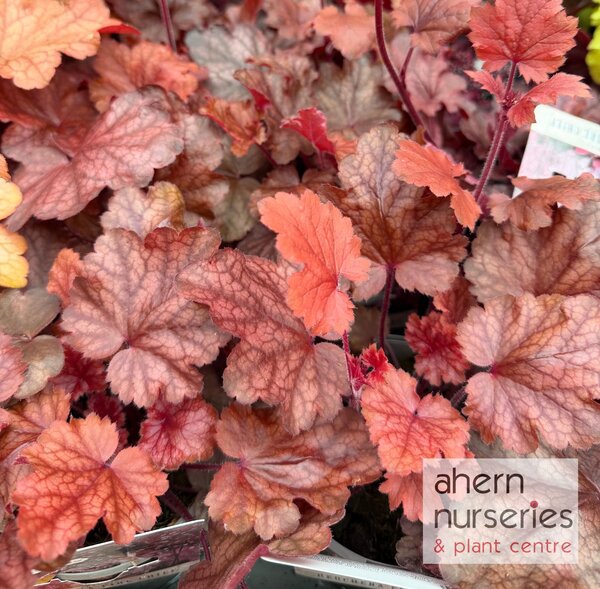 Heuchera Fire Chief - image 2
