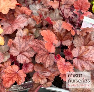 Heuchera Fire Chief - image 2