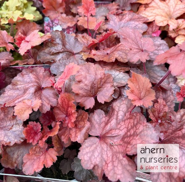 Heuchera Fire Chief - image 1