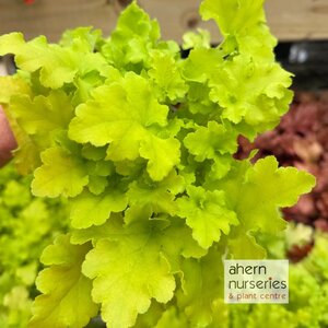 Heuchera Lime Light - image 1