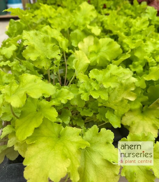 Heuchera Lime Light - image 2